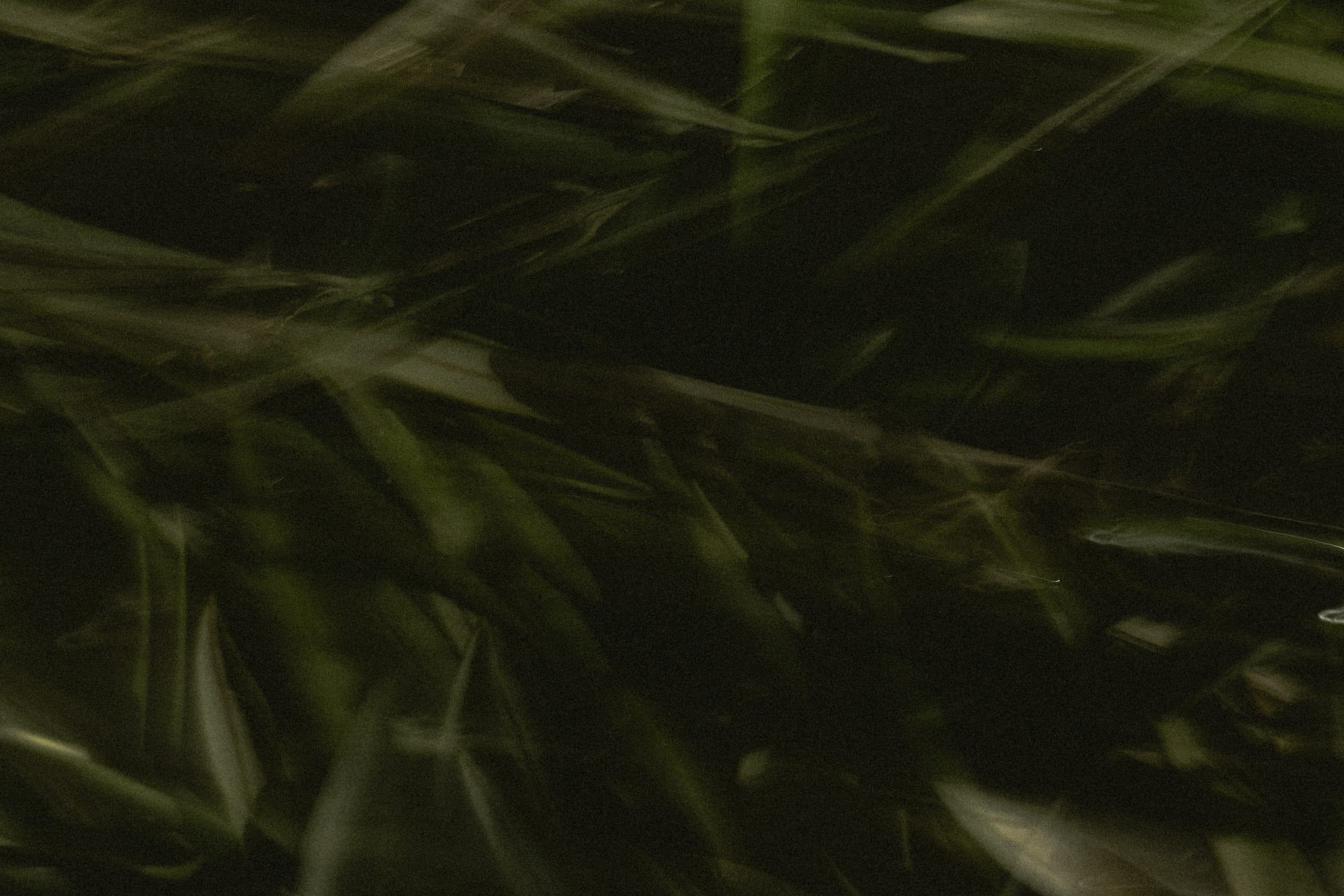 abstract green olive oil